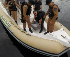  Equipe da PM resgata tartaruga marinha ameaçada de extinção em Paranaguá (PR) 