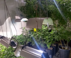 BOPE apreende mais de 1,2 mil pés de maconha nos bairros Barreirinha e Portão, em Curitiba