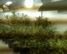 BOPE apreende mais de 1,2 mil pés de maconha nos bairros Barreirinha e Portão, em Curitiba