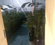 BOPE apreende mais de 1,2 mil pés de maconha nos bairros Barreirinha e Portão, em Curitiba
