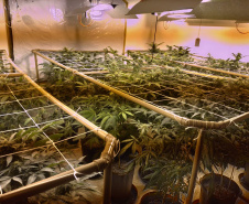 BOPE apreende mais de 1,2 mil pés de maconha nos bairros Barreirinha e Portão, em Curitiba