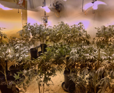 BOPE apreende mais de 1,2 mil pés de maconha nos bairros Barreirinha e Portão, em Curitiba