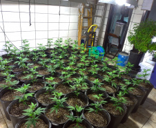 BOPE apreende mais de 1,2 mil pés de maconha nos bairros Barreirinha e Portão, em Curitiba