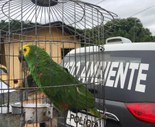 PCPR autua suspeito por manter abate clandestino na RMC