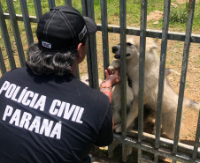 PCPR fecha canil clandestino e resgata cinco cães em Curitiba