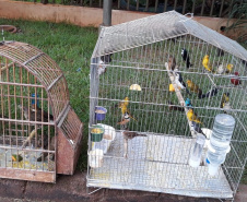 BPAmb-FV apreende mais de 130 aves silvestres após denúncia anônima no Oeste do estado