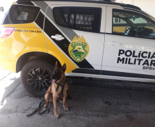 Equipe Canil da Polícia Rodoviária Estadual apreende maconha em duas abordagens no Litoral