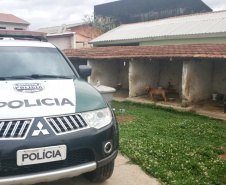  Polícia Civil resgata mais cães na casa do treinador preso em rinha