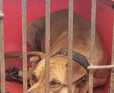  Polícia Civil resgata mais cães na casa do treinador preso em rinha