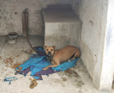  Polícia Civil resgata mais cães na casa do treinador preso em rinha
