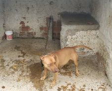  Polícia Civil resgata mais cães na casa do treinador preso em rinha