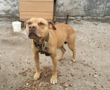  Polícia Civil resgata mais cães na casa do treinador preso em rinha