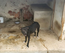  Polícia Civil resgata mais cães na casa do treinador preso em rinha