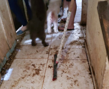 PCPR fiscaliza maus tratos a animais em Guaratuba