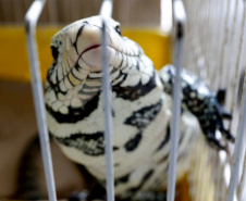 PCPR resgata cerca de 70 animais silvestres em clínica de Curitiba