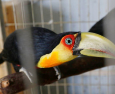 PCPR resgata cerca de 70 animais silvestres em clínica de Curitiba
