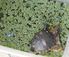 PCPR resgata cerca de 70 animais silvestres em clínica de Curitiba