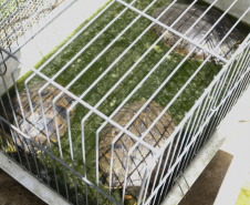 PCPR resgata cerca de 70 animais silvestres em clínica de Curitiba