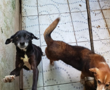 PCPR fiscaliza maus tratos a animais em Guaratuba