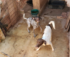 PCPR fiscaliza maus tratos a animais em Guaratuba