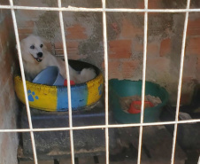 PCPR fiscaliza maus tratos a animais em Guaratuba
