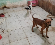 PCPR fiscaliza maus tratos a animais em Guaratuba