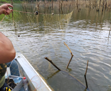 BPAmb-FV apreende mais de 500 metros de redes para pesca ilegal em Telêmaco Borba (PR)