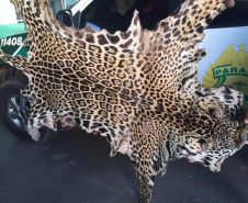 Polícia Ambiental apreende couro de uma Onça-Pintada e aplica multa de R$ 5 mil em Umuarama (PR)