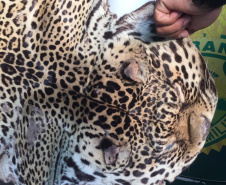 Polícia Ambiental apreende couro de uma Onça-Pintada e aplica multa de R$ 5 mil em Umuarama (PR)