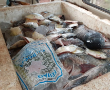 BPAmb-FV prende três pessoas e apreende mais de 60 quilos de peixe e 350 metros de rede no Norte do estado