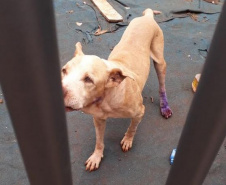 BPAmb-FV resgata dois cães abandonados em um terreno em Foz do Iguaçu, no Oeste do estado