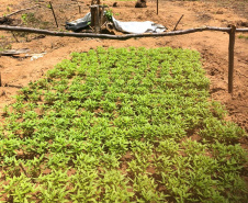 Helicóptero da PM do Paraná localiza plantação que renderia três toneladas de maconha no sertão nordestino