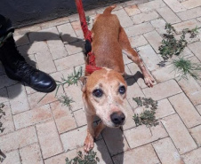 BPAmb-FV resgata dois cães abandonados em um terreno em Foz do Iguaçu, no Oeste do estado
