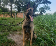  PCPR deflagra ação em combate ao tráfico de drogas em Pontal do Paraná 