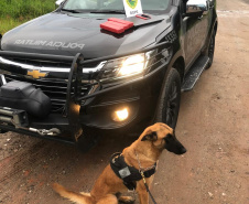 BOPE deflagra operação e cumpre nove mandados de busca e apreensão em Matinhos e Guaratuba