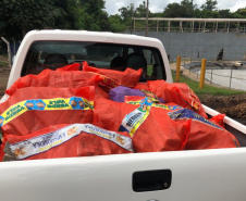 PCPR incinera 751 quilos de drogas em Maringá