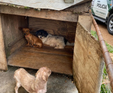 PCPR resgata mais de 50 cães de raça em condições de maus-tratos