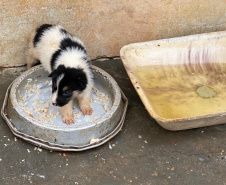 PCPR resgata mais de 50 cães de raça em condições de maus-tratos