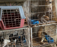 PCPR resgata mais de 50 cães de raça em condições de maus-tratos