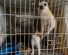 PCPR resgata mais de 50 cães de raça em condições de maus-tratos