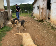 PCPR resgata mais de 50 cães de raça em condições de maus-tratos