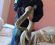  PCPR apreende duas cobras e autua homem na RMC 