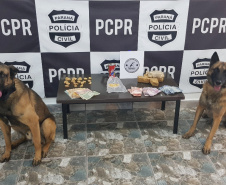  PCPR registra crescimento de 14% na apreensão de drogas em 2019 