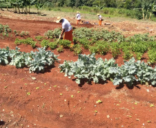 Penitenciária de Cascavel ganha horta orgânica