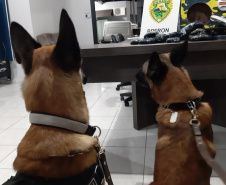  Mais de 280 quilos de maconha e mais de 1,6 quilo de haxixe são apreendidos por policiais militares do BPFron no Oeste do estado 