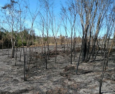 Incêndios ambientais crescem 33% no Paraná no 1.º trimestre