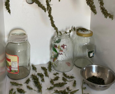PCPR localiza laboratório de beneficiamento de maconha em Ponta Grossa