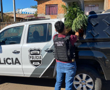 PCPR localiza laboratório de beneficiamento de maconha em Ponta Grossa