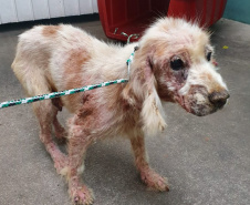 PCPR resgata mais de 80 cães em situação de maus-tratos em Bocaiúva do Sul