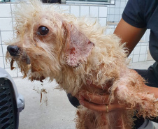 PCPR resgata mais de 80 cães em situação de maus-tratos em Bocaiúva do Sul